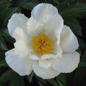 Paeonia lactiflora Krinkled White
