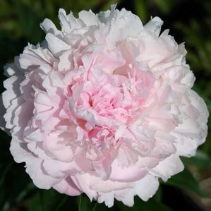 Paeonia lactiflora Lady Orchid