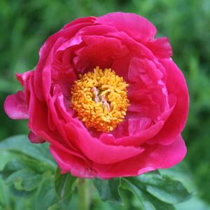 Paeonia lactiflora Paula Fay