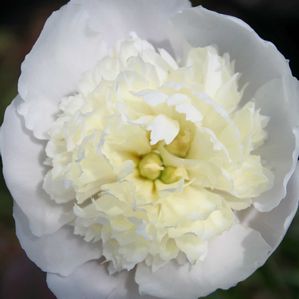 Paeonia lactiflora Primavera