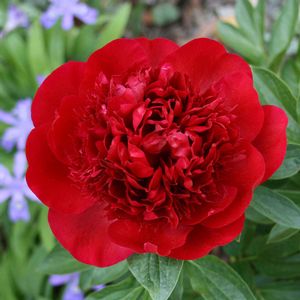 Paeonia lactiflora Red Charm