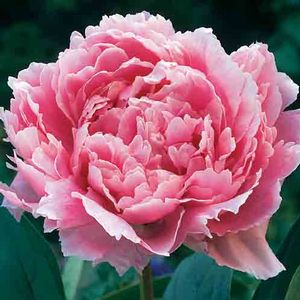 Paeonia lactiflora Sarah Bernhardt