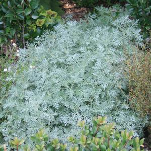 Artemisia arborescens x absinthium Powis Castle