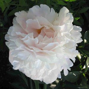 Paeonia lactiflora Shirley Temple