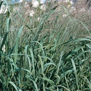 Panicum virgatum Dallas Blues