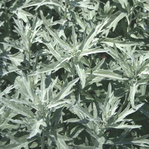 Artemisia ludoviciana Silver King