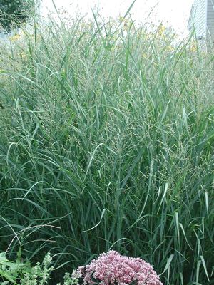 Panicum virgatum Heavy Metal