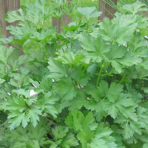 Petroselinum crispum Italian