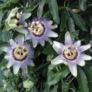 Passiflora caerulea Waterloo Blue