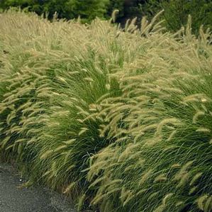 Pennisetum alopecuroides Hameln