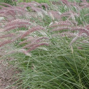Pennisetum orientale Karley Rose