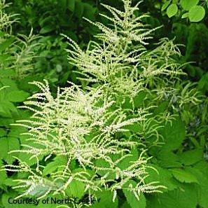 Aruncus dioicus 