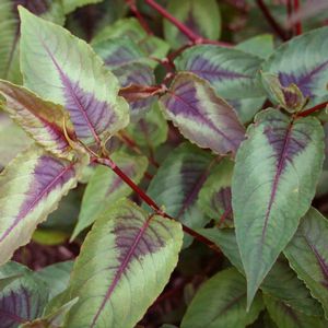 Persicaria microcephala Red Dragon