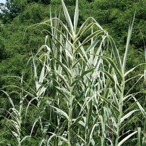 Arundo donax Peppermint Stick