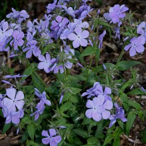 Phlox divaricata Blue Moon