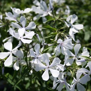 Phlox divaricata May Breeze