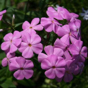 Phlox glaberrima Morris Berd