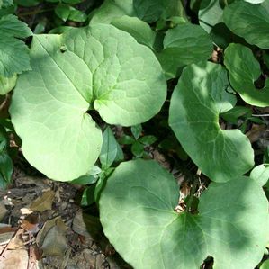 Asarum canadense 