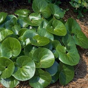 Asarum europaeum 