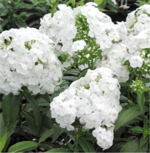 Phlox paniculata David