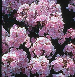 Phlox paniculata Franz Schubert