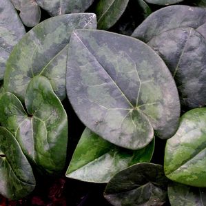 Asarum maximum Ling Ling
