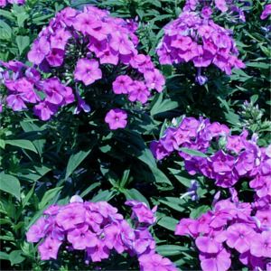 Phlox paniculata Flame Purple