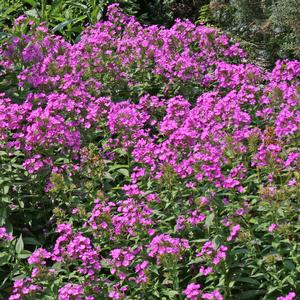 Phlox paniculata Robert Poore