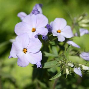 Phlox stolonifera Blue Ridge