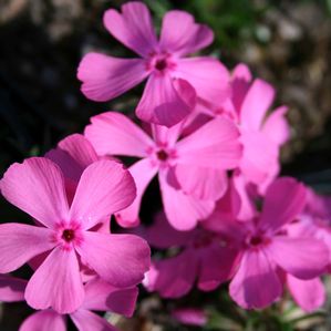 Phlox subulata Drummond's Pink