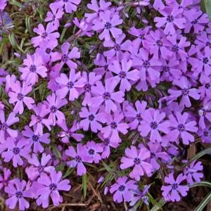 Phlox subulata Purple Beauty