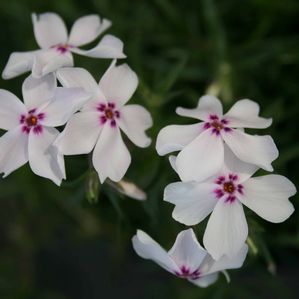 Phlox subulata Amazing Grace