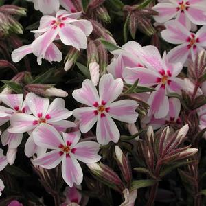 Phlox subulata Candy Stripe