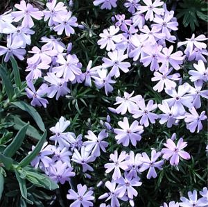 Phlox subulata Emerald Blue