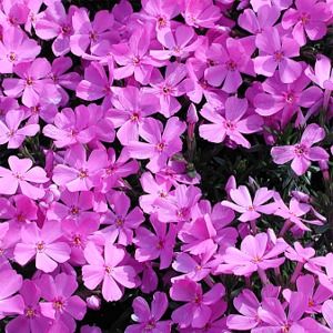 Phlox subulata Emerald Pink