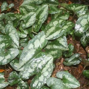 Asarum splendens 