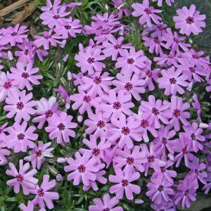 Phlox subulata Fort Hill
