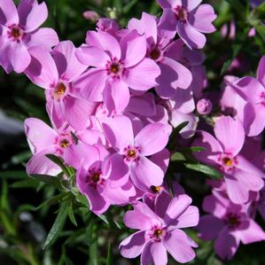 Phlox subulata Ronsdorfer Beauty