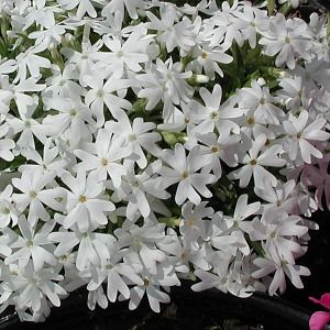 Phlox subulata Snowflake