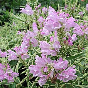 Physostegia virginiana Variegata