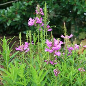Physostegia virginiana Vivid