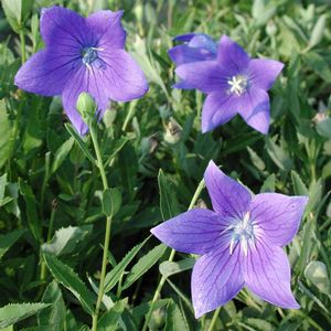 Platycodon grandiflorus Fuji Blue