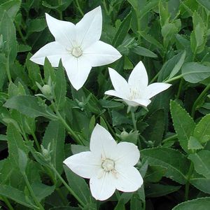 Platycodon grandiflorus Fuji White