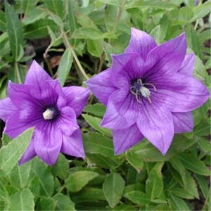 Platycodon grandiflorus Hakone Double Blue