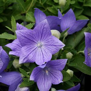 Platycodon grandiflorus Sentimental Blue