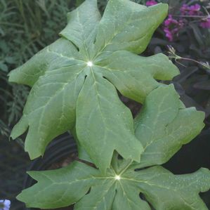 Podophyllum peltatum 