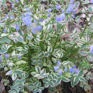 Polemonium reptans Stairway to Heaven