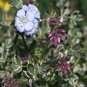 Polemonium reptans Touch of Class