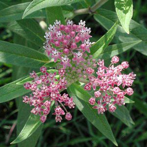 Asclepias incarnata 
