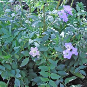 Polemonium reptans 